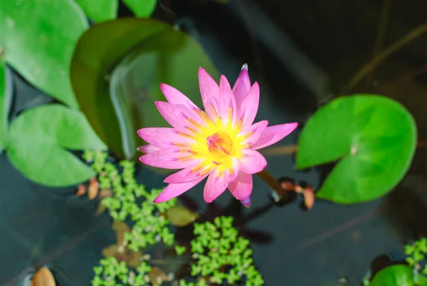 Beautiful Water lily — Stock Photo, Image