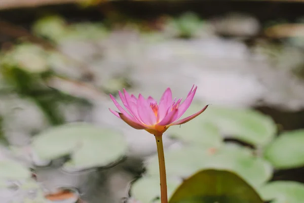 Roze lotus — Stockfoto