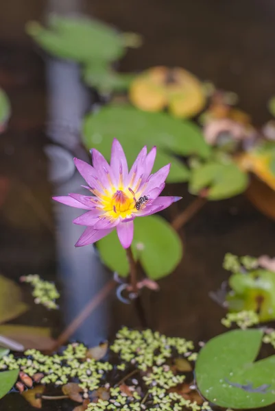 Purple lotus — Stock Photo, Image