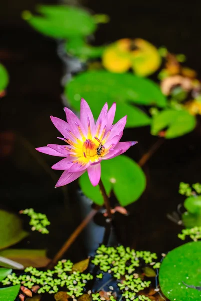 Purple lotus — Stock Photo, Image