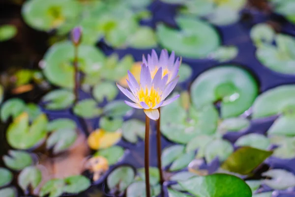 Purple lotus — Stock Photo, Image