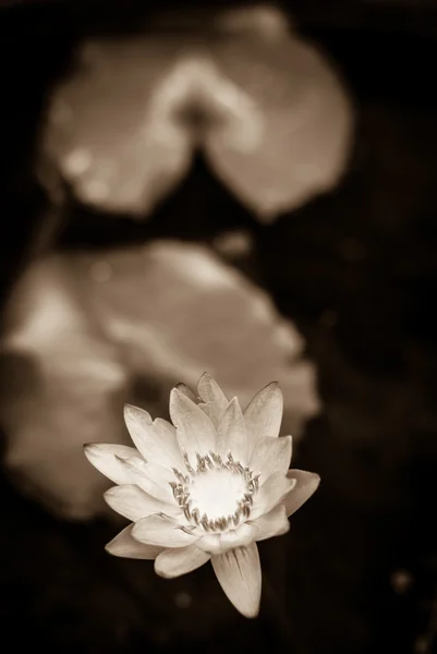 Paarse lotus — Stockfoto