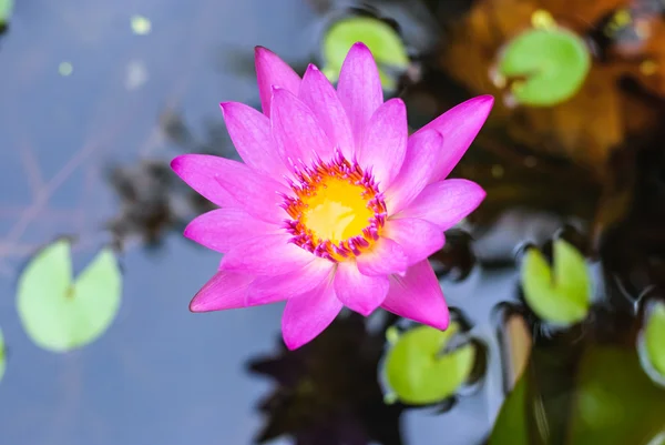 Purple lotus — Stock Photo, Image