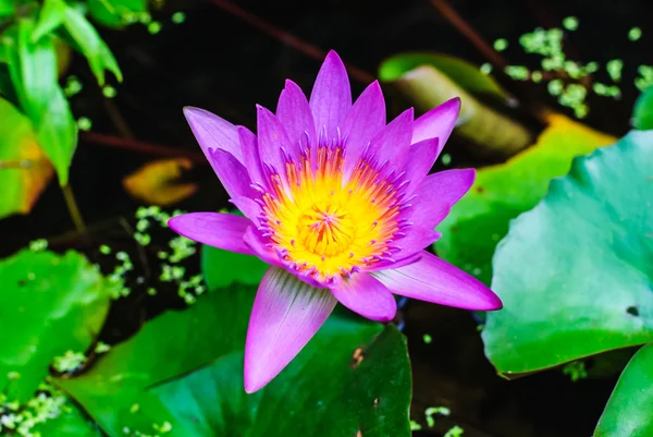 Purple lotus — Stock Photo, Image