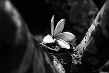 Beyaz ve kırmızı Frangipani çiçek