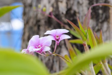 Orkide çiçek