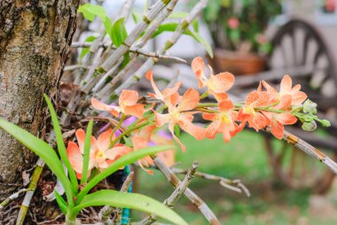 turuncu ve beyaz renkler orkide 