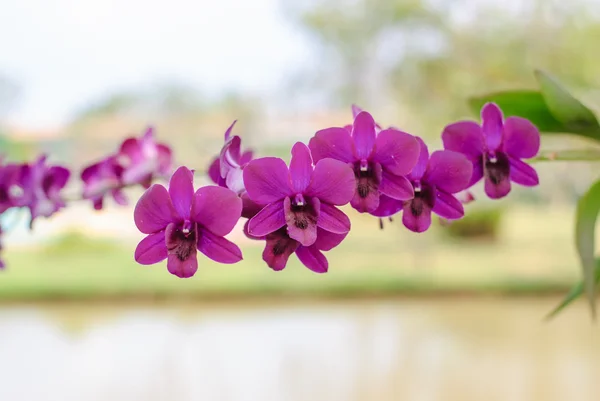 Mooie paarse orchidee bloem — Stockfoto