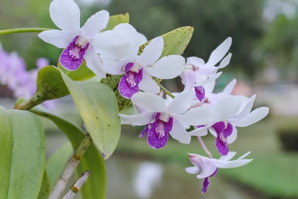 Weiße Orchideen — Stockfoto