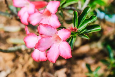 güzel pembe çiçek