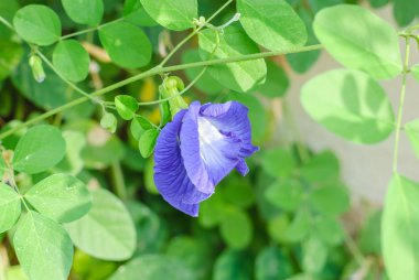 Kelebek bezelye çiçeği