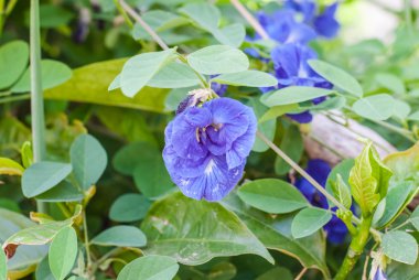 Kelebek bezelye çiçeği