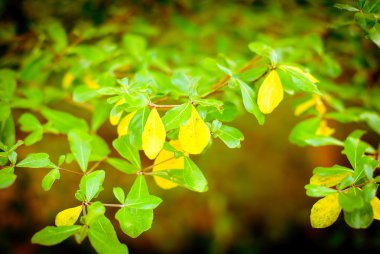 ağaç dalı ve yapraklar