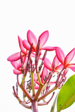  Plumeria çiçek taze