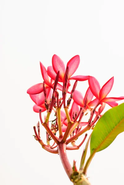  Plumeria çiçek taze