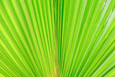 palmiye yaprağı güzel doku