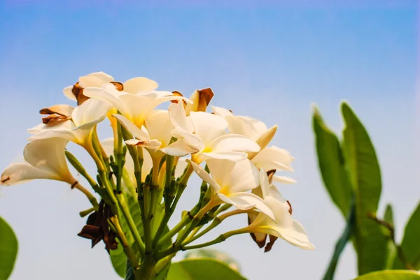 Kwiaty plumeria — Zdjęcie stockowe