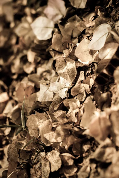 Bunga-bunga kering bougainvillea dan daun kering — Stok Foto