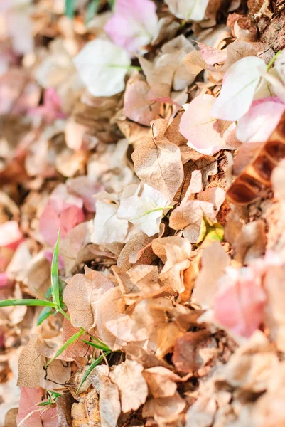 Bunga-bunga kering bougainvillea dan daun kering — Stok Foto