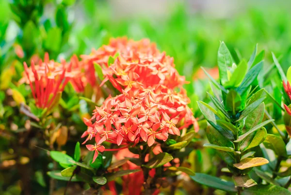 Ixora-Blüten — Stockfoto