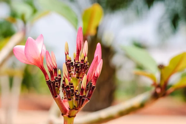 Plumeria Tropical — Fotografia de Stock