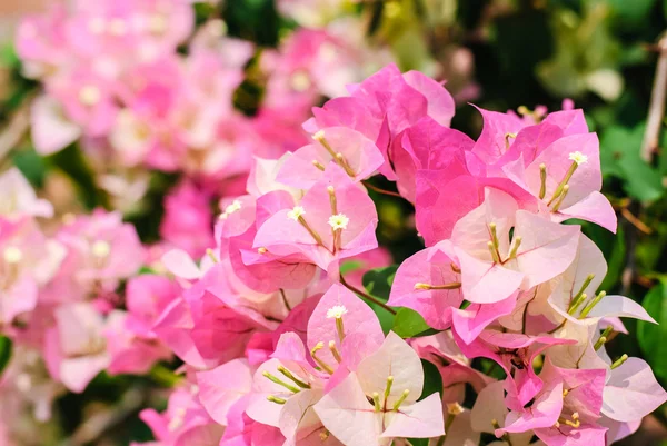 Bougainvillea różowy — Zdjęcie stockowe