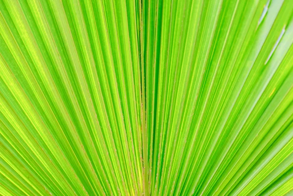 Belle texture de la feuille de palmier — Photo