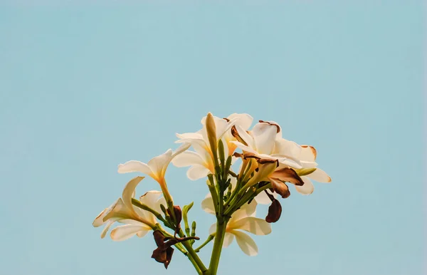 Plumeria blommor — Stockfoto