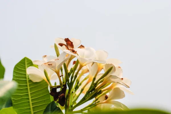 Plumeria bloemen — Stockfoto