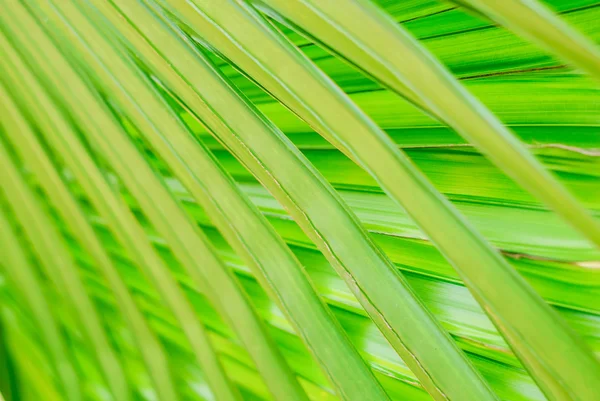 Bella consistenza della foglia di palma — Foto Stock