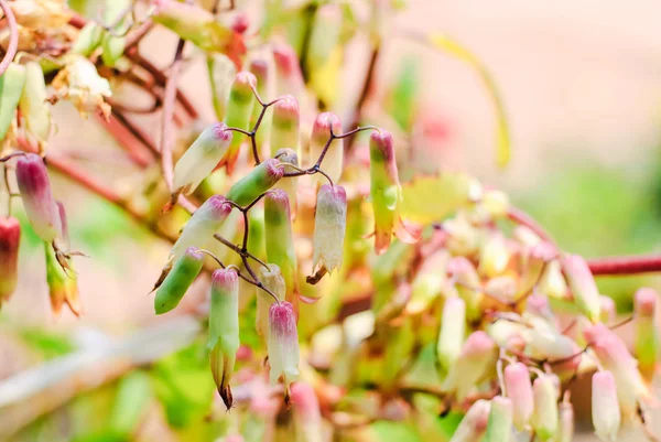 Травяные цветы Каланхо — стоковое фото