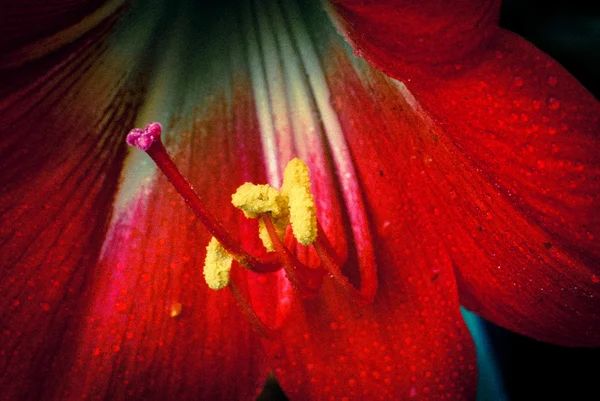 Flowers of Amaryllis — Stock Photo, Image