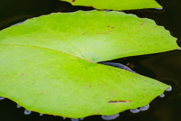 Lotus Leaves — Stock Photo, Image