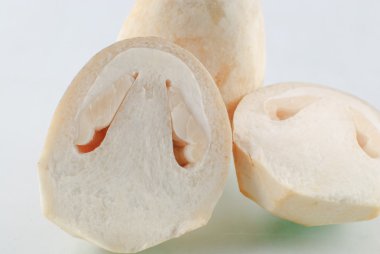 saman mantarı