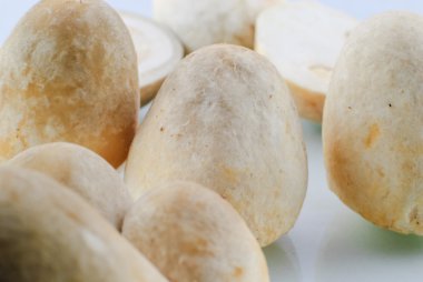 saman mantarı