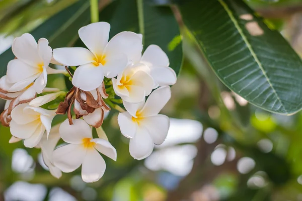 Plumeria — Foto de Stock