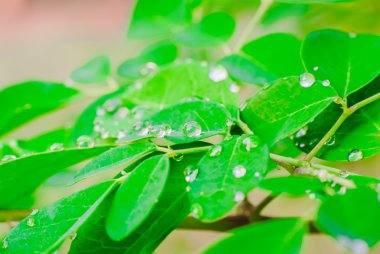 Yeşil yaprak ve su damlaları