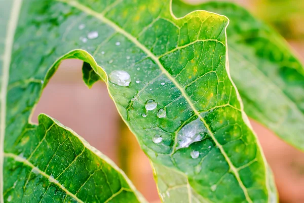 Folha verde com gotas de água — Fotografia de Stock