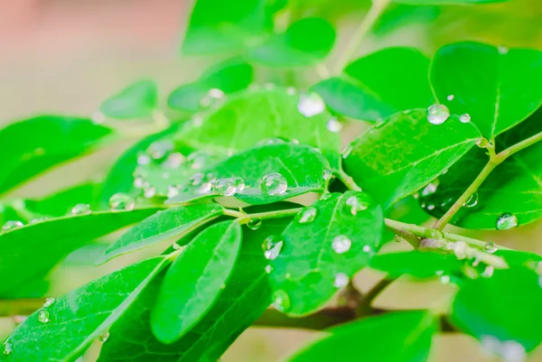 Yeşil yaprak ve su damlaları