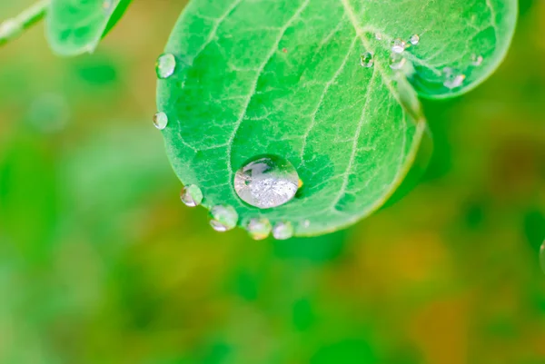 Grönt löv med droppar vatten — Stockfoto