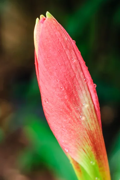 Flor amarílica vermelha — Fotografia de Stock