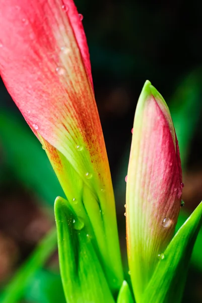 Flor amarilis roja — Foto de Stock