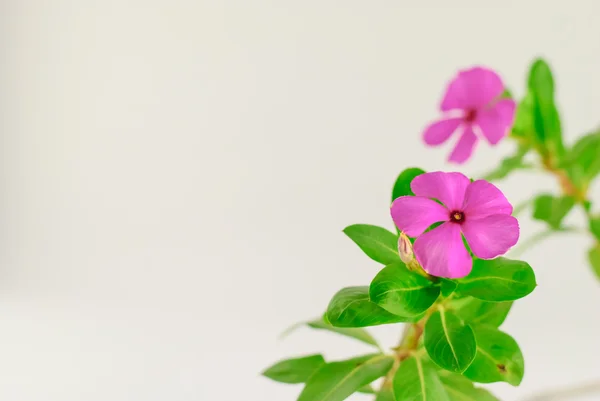 Catharanthus roseus — Stock fotografie