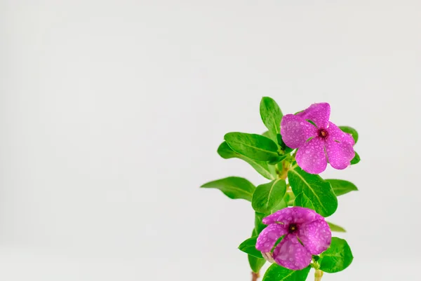 Catharanthus roseus — Stock fotografie