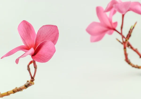 梅香花 — 图库照片