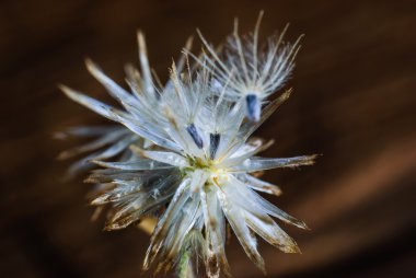 çiçek bitki ot ot doğada