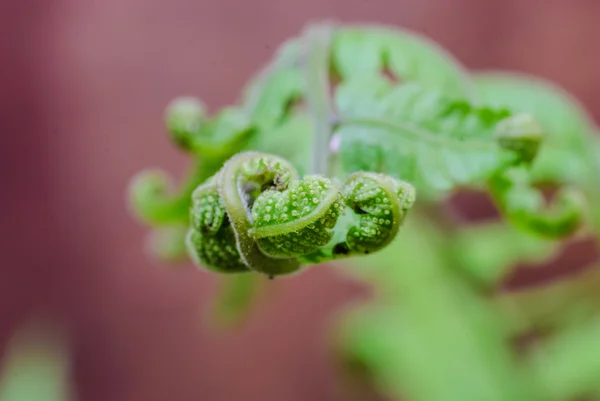 Hoja de helecho fresca — Foto de Stock