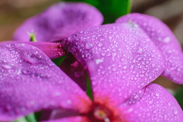 Schöne Vinca Blumen und Tropfen — Stockfoto