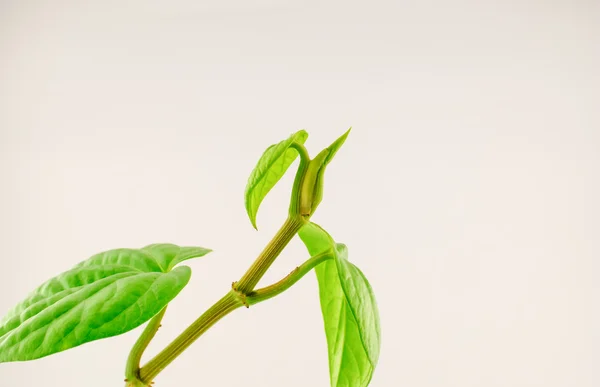 Yeşil tembul yaprak — Stok fotoğraf