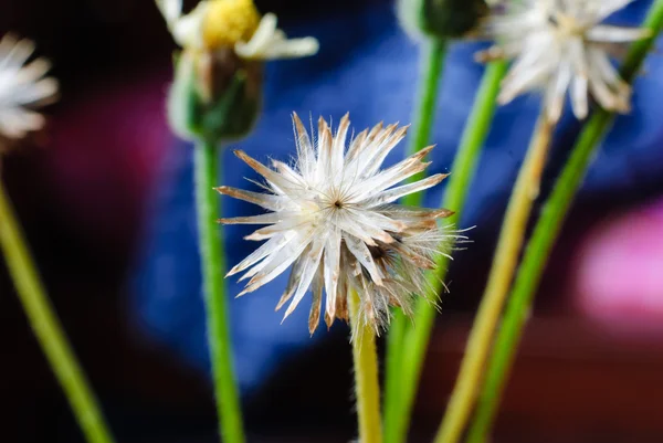 Plante à fleurs herbe herbe dans la nature — Photo